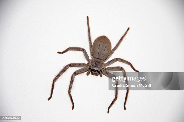 quirky moments - huntsman spider stock pictures, royalty-free photos & images