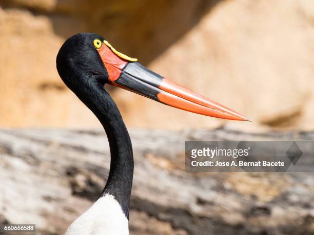 a saddle-billed stork (ephippiorhynchus senegalensis) - cuestiones ambientales stock-fotos und bilder