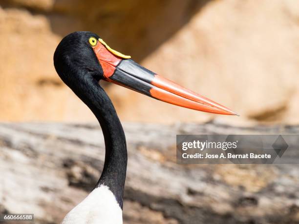 a saddle-billed stork (ephippiorhynchus senegalensis) - tierra salvaje - fotografias e filmes do acervo