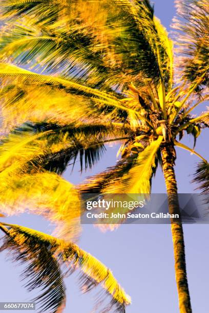 coconut palms at ehukai beach park - sunset beach fotografías e imágenes de stock