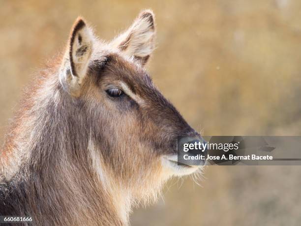 waterbuck,  kobus ellipsiprymnus, close up side view, famale. - acostado boca abajo 個照片及圖片檔