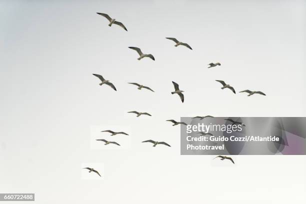 seagulls - flyby fotografías e imágenes de stock