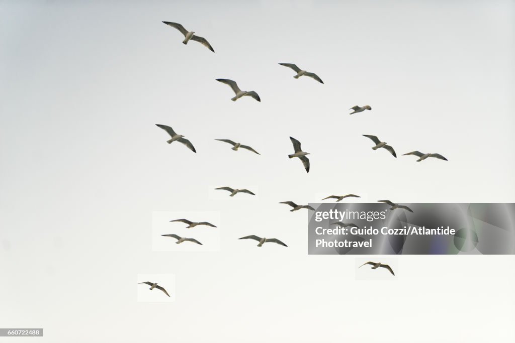 Seagulls