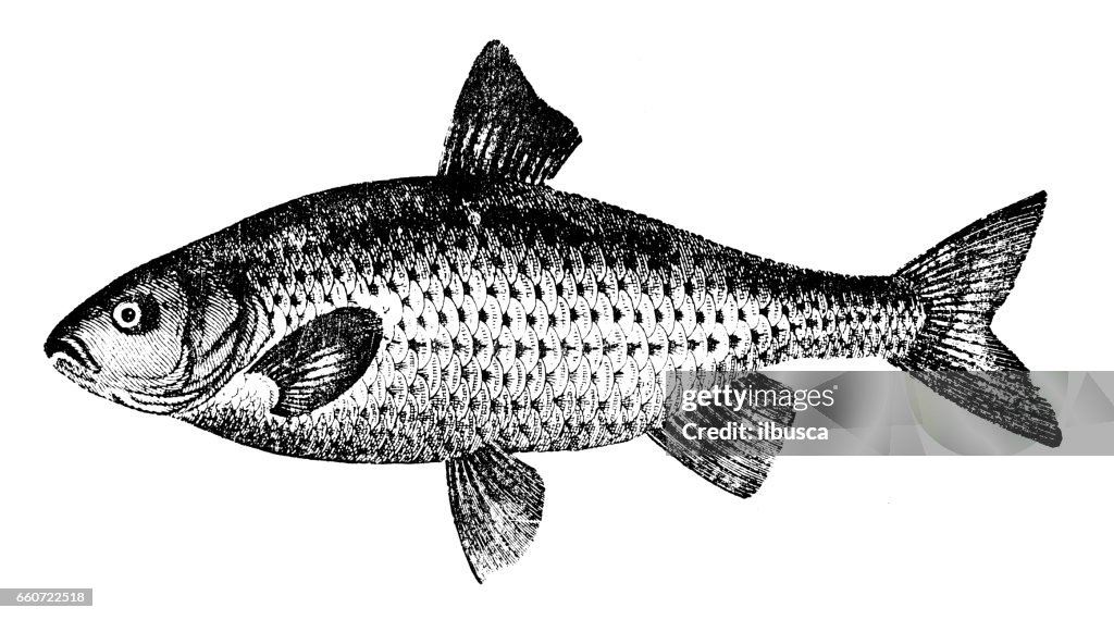 Antique animals illustration: Fish - Roach