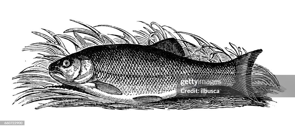 Antique animals illustration: Fish - Chub