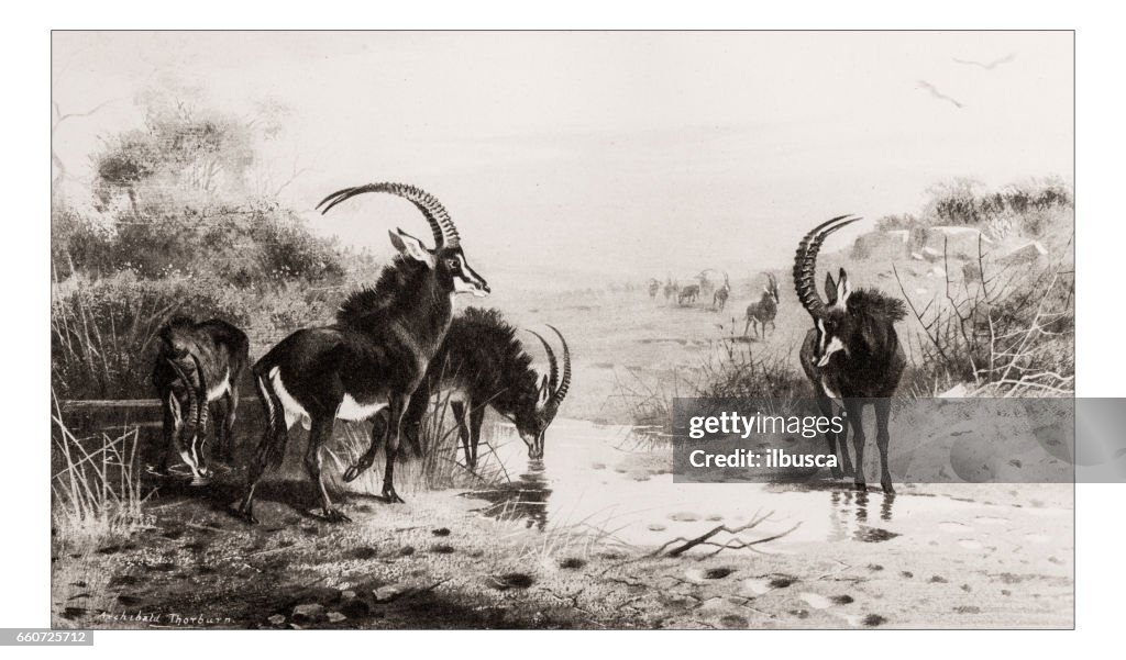 Antique animals illustration: Sable antelope