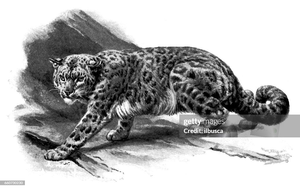 Antique animals illustration: Snow leopard