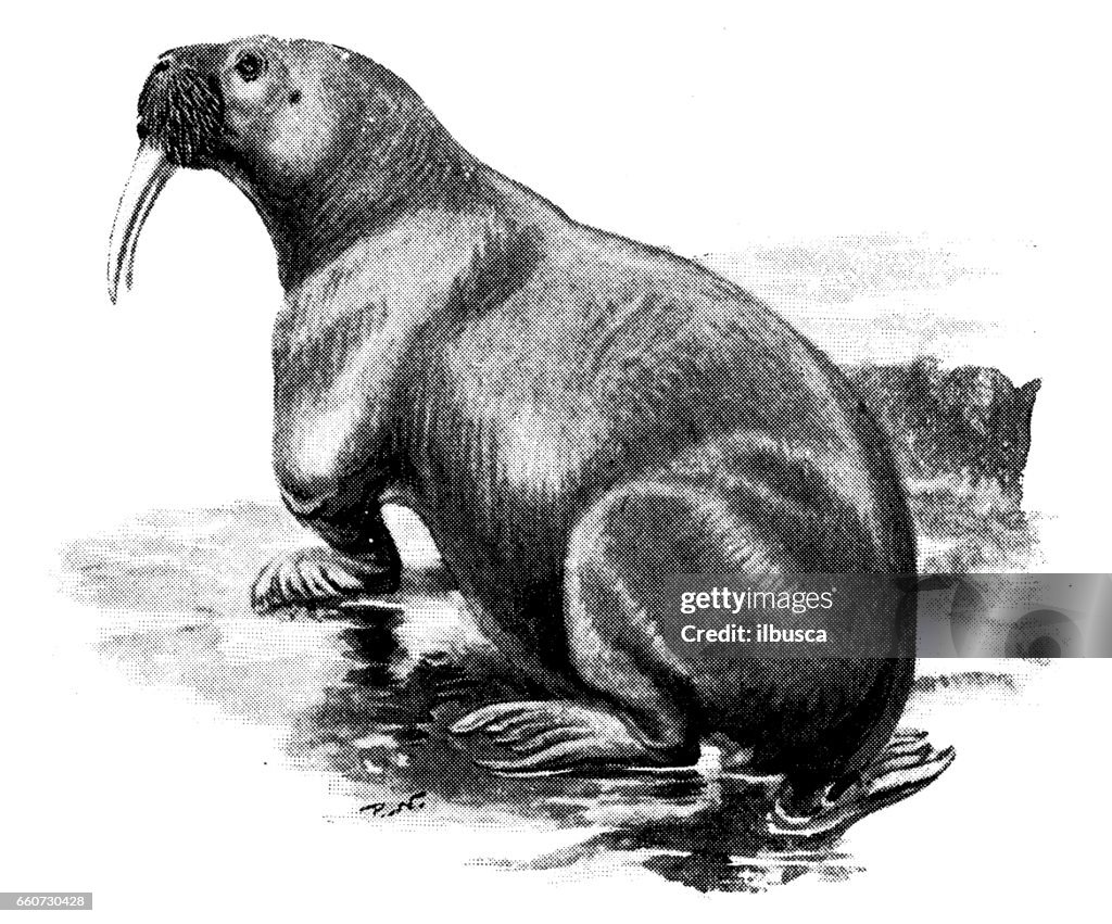 Antique Animals Illustration Walrus High-Res Vector Graphic - Getty Images
