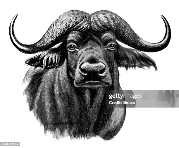 ilustraciones, imágenes clip art, dibujos animados e iconos de stock de antigua ilustración de animales: búfalo del cabo - búfalo africano