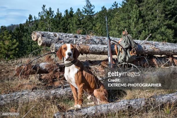 jachthond - hunting dog stockfoto's en -beelden