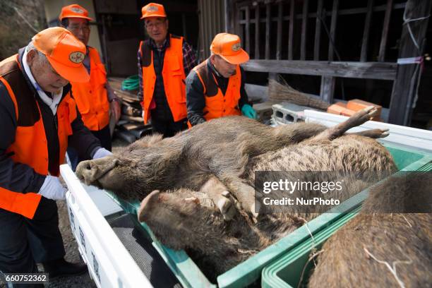 Members of Tomioka town's animal control hunters group collect the killed wild boar at a residential area near Tokyo Electric Power Co's...