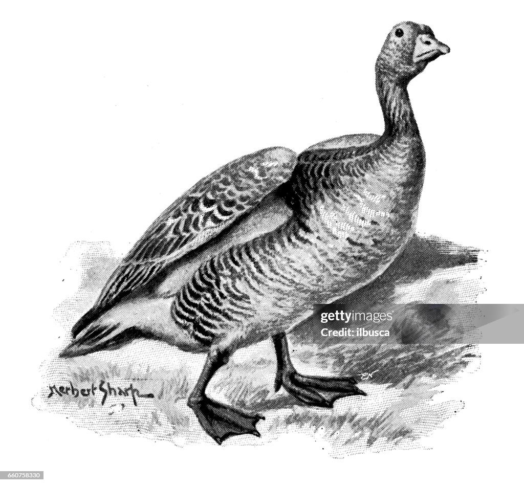 Antique animals illustration: Grey lag goose