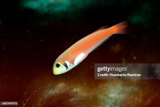 Colorful Razor Fish Razor Fish Photos and Premium High Res Pictures - Getty Images