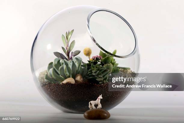 Step 2 glue toys on rocks - Floral designer Mika Sato how to make a terrarium, March 20, 2017. Sato will be at the upcoming One of a Kind Show...