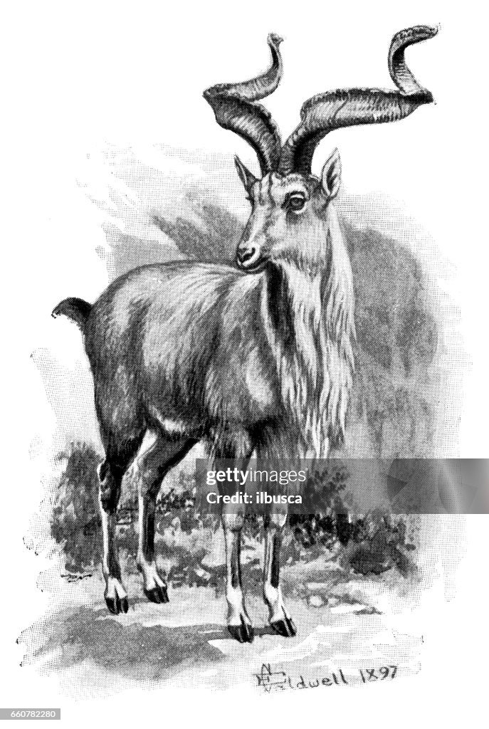Antique animals illustration: Markhor