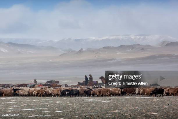 kazakh eagle hunters nomadic migration - cattle in frost stock-fotos und bilder