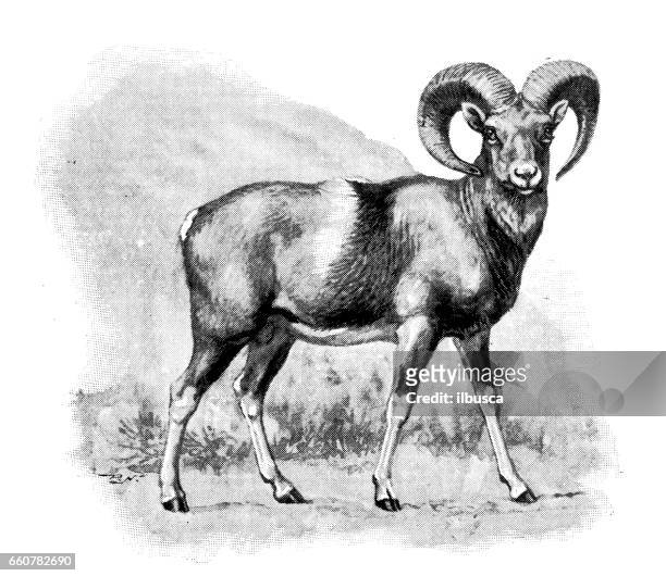 antique animals illustration: moufflon - ram stock illustrations