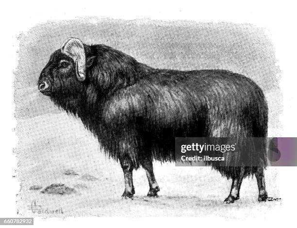 antique animals illustration: musk ox - musk ox stock illustrations