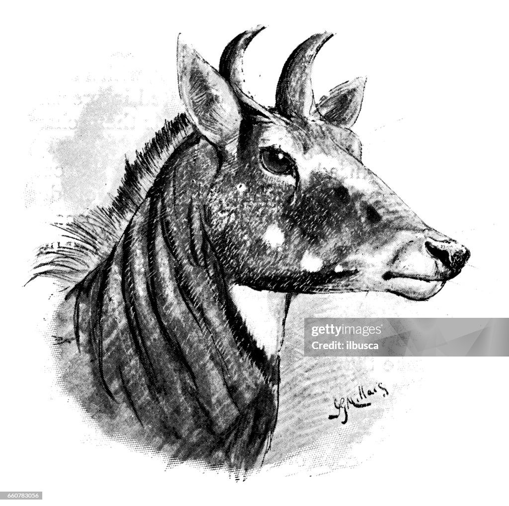 Antique animals illustration: Nilgai