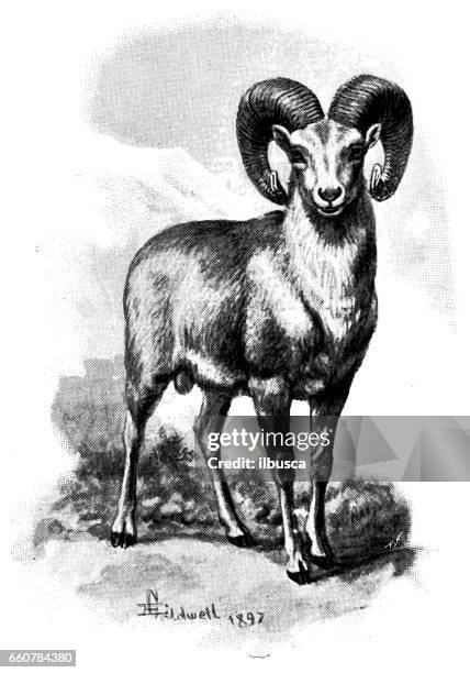 antique animals illustration: argali mountain sheep - argali stock illustrations