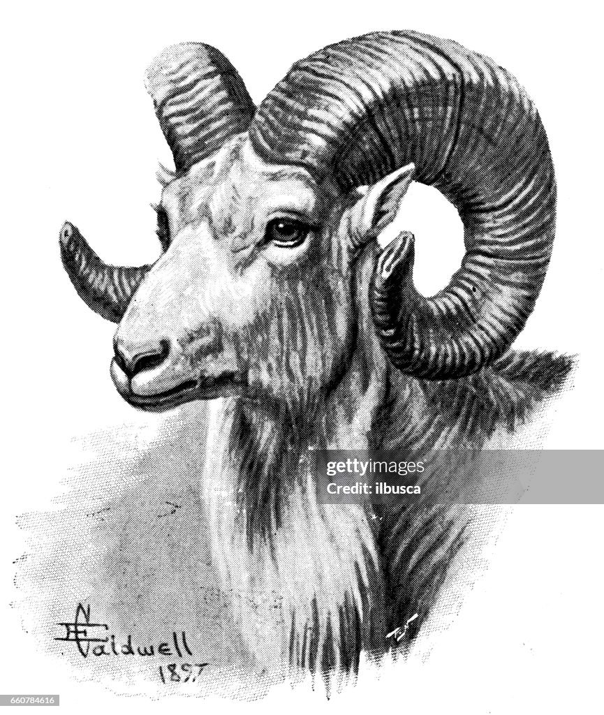 Antique animals illustration: argali mountain sheep