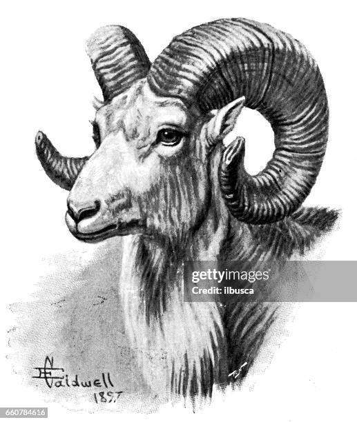 antique animals illustration: argali mountain sheep - argali stock illustrations