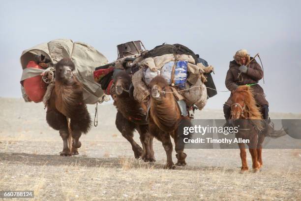 kazakh eagle hunters nomadic migration - mongolian culture stock pictures, royalty-free photos & images