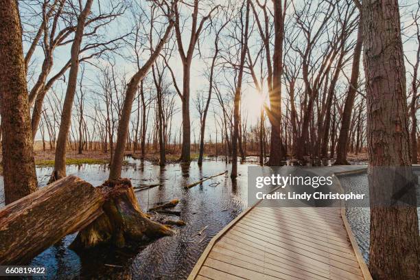 sun shining through bare trees onto wooden boardwalk in swamp - fishers indiana stock pictures, royalty-free photos & images