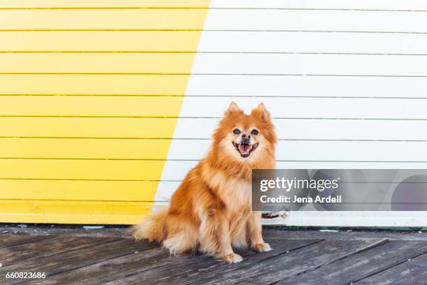 pomeranian looking at camera - pomeranio fotografías e imágenes de stock