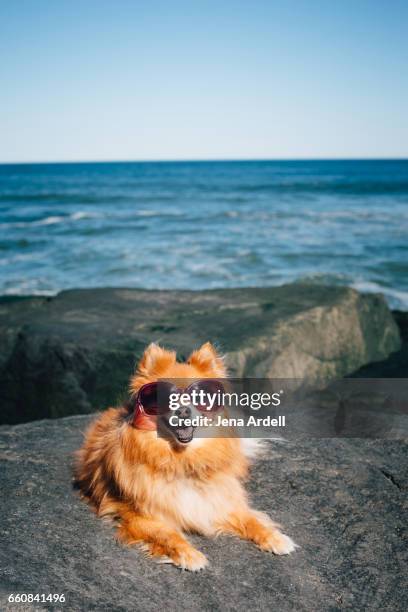 dog wearing sunglasses on beach - sunglasses disguise stock pictures, royalty-free photos & images