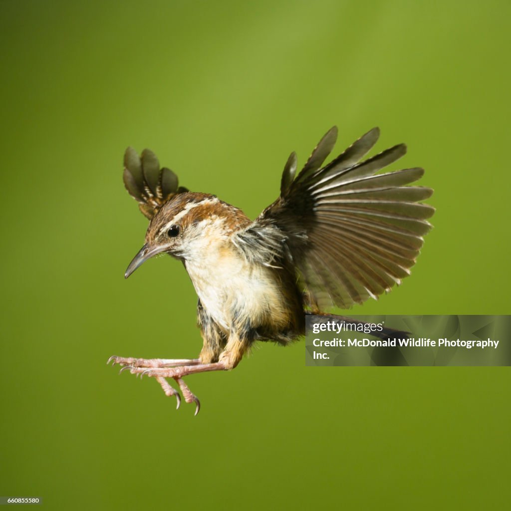 Carolina Wren