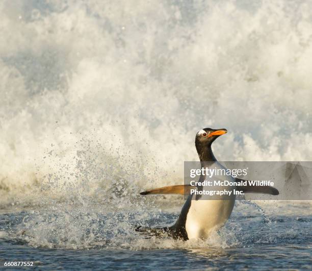gentoo penguin - ilha dos leões marinhos ilhas malvinas imagens e fotografias de stock