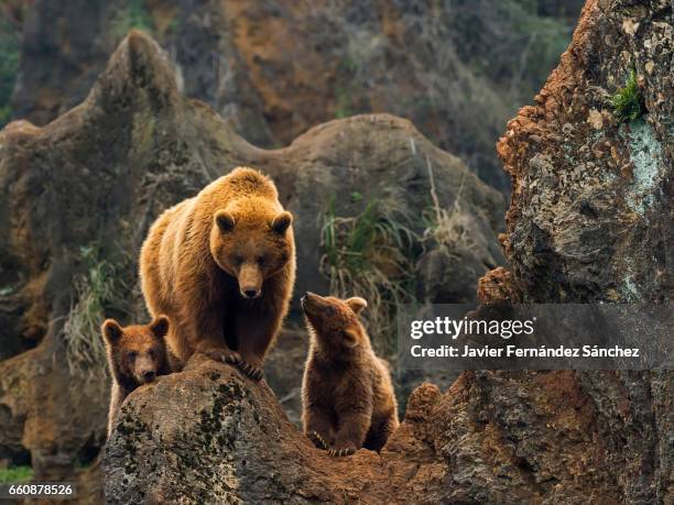 a female of brown bear, and her two cubs on top of a rock in the mountain. - ヒグマ ストックフォトと画像