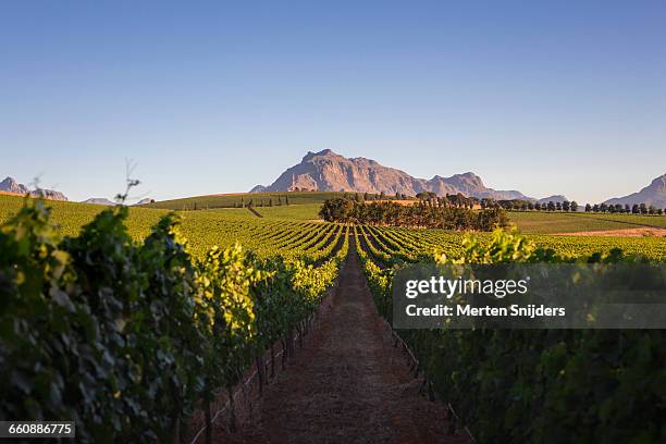 vinyard lanes in stellenbosch devonvalley road - south africa stock pictures, royalty-free photos & images