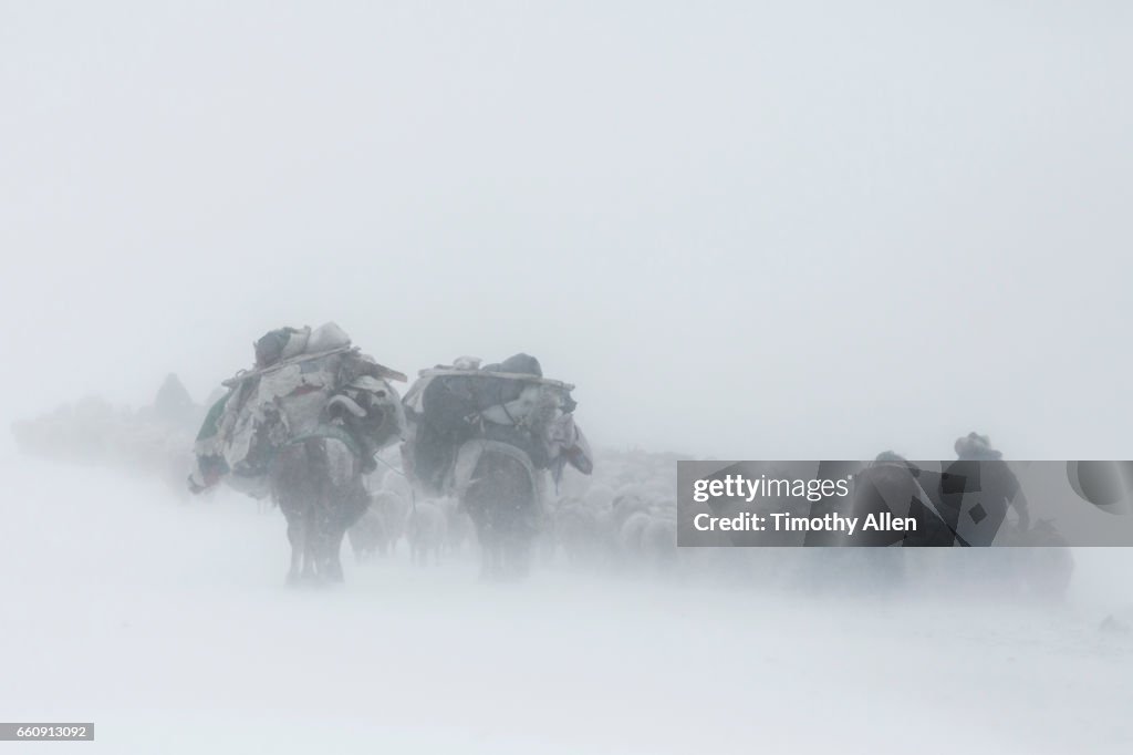 Kazakh Eagle Hunters Nomadic Migration