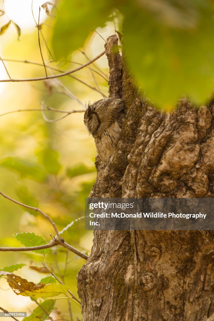 Indian Scops Owl
