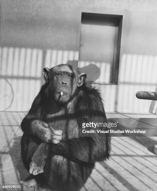Portrait of a cigarette-smoking chimpanzee named Mimo at the Rome Zoo, Rome, Italy, 1920s or 1930s.