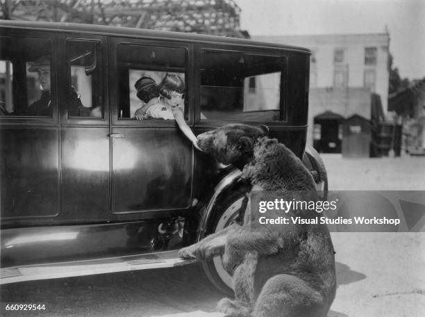 View of a young girl as she reaches out of a car window to pet a bear, 1920s or 1930s.