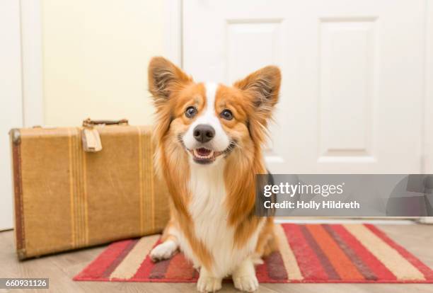 corgi with suitcase - auf wiedersehen pet stock-fotos und bilder