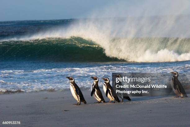 magellanic penguin - magellan penguin stock pictures, royalty-free photos & images