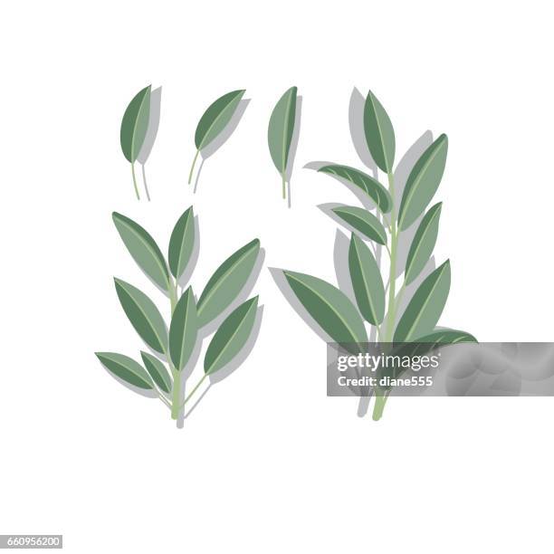 ilustraciones, imágenes clip art, dibujos animados e iconos de stock de salvia fresca sobre fondo blanco. - salvia