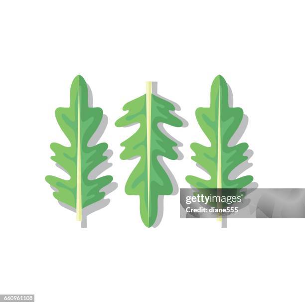 fresh arugula on white background. - arugula stock illustrations
