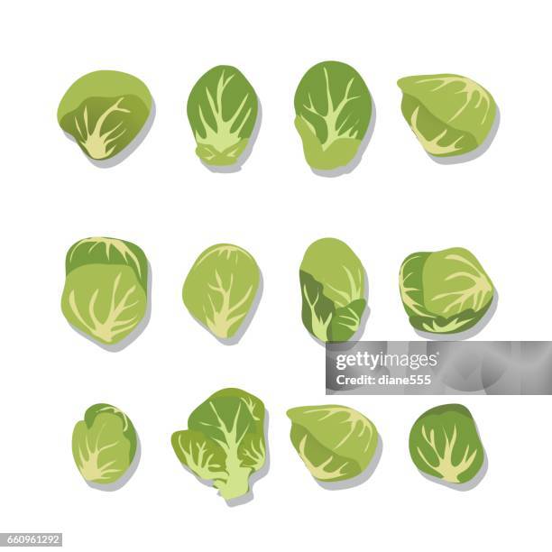 fresh brussels sprouts on white background. - brussels sprout stock illustrations