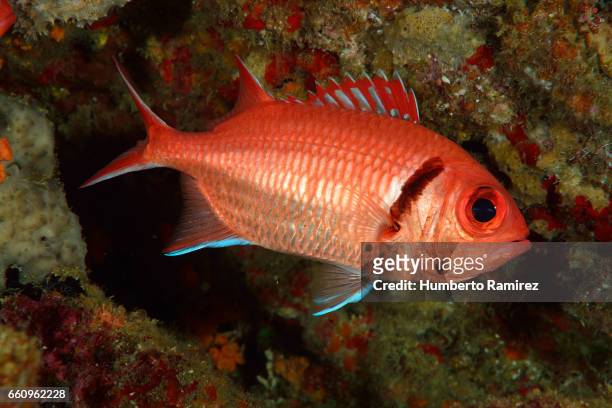 blackbar soldierfish - squirrel fish fotografías e imágenes de stock