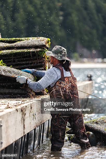 oyster farmers harvest at lowering tide. - wading boots stock pictures, royalty-free photos & images