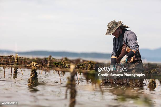 oyster farmers harvest at lowering tide. - aquaculture stock pictures, royalty-free photos & images