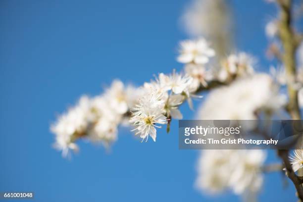hawthorn blossom - hawthorn,_victoria stock pictures, royalty-free photos & images