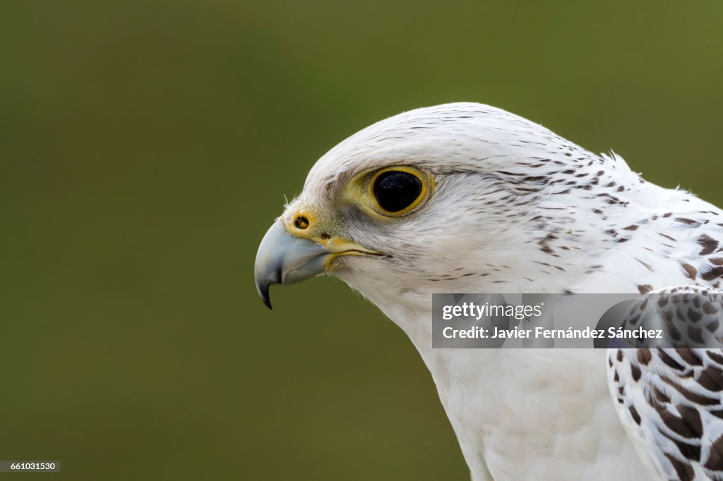 Profile portrait of a gyrfalcon falcon (Falco rusticolus).