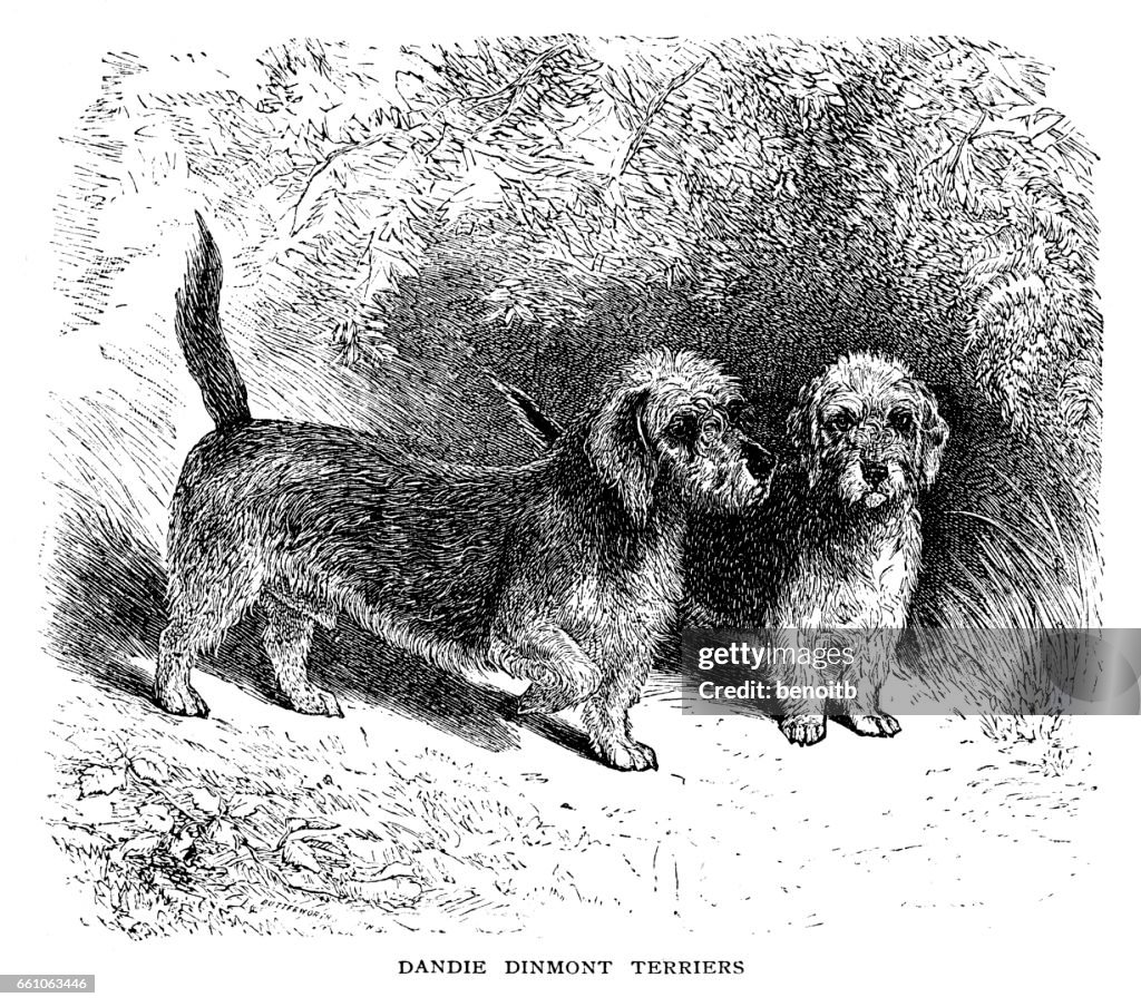 Dandie Dinmont terriers