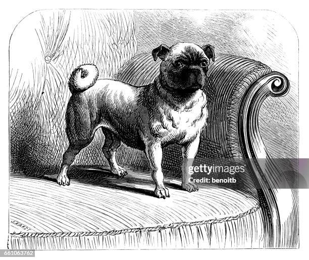 ilustraciones, imágenes clip art, dibujos animados e iconos de stock de pug - doguillo